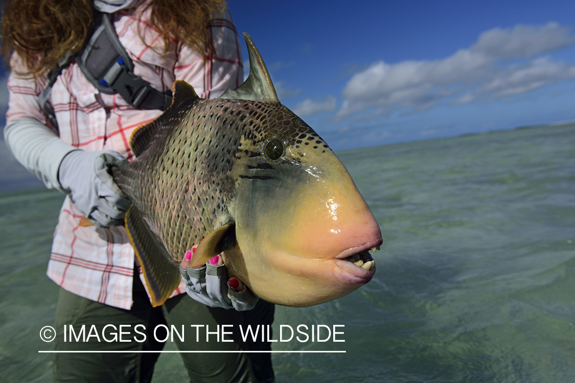 Woman with Peachy Triggerfish.