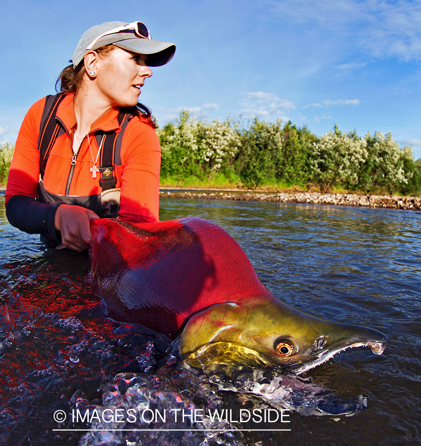 Flyfisherwoman releasing Alaskan Sockeye Salmon. (Bristol Bay, Alaska)