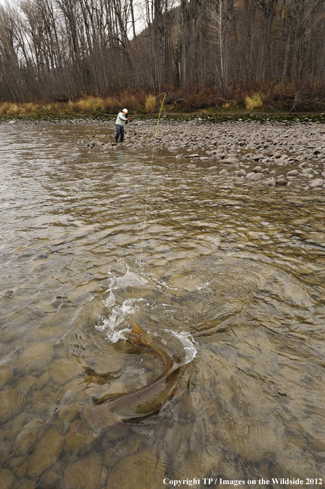 Fisherwoman landing Steelhead trout. 