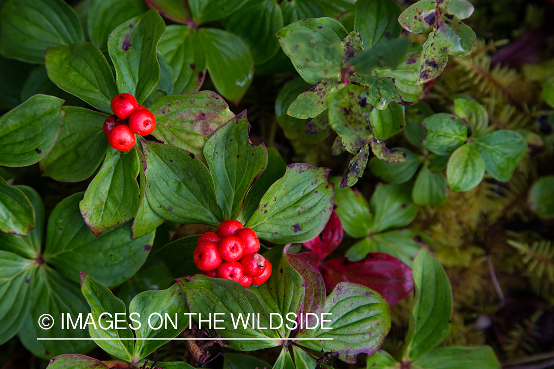 Vegetation in British Columbia.