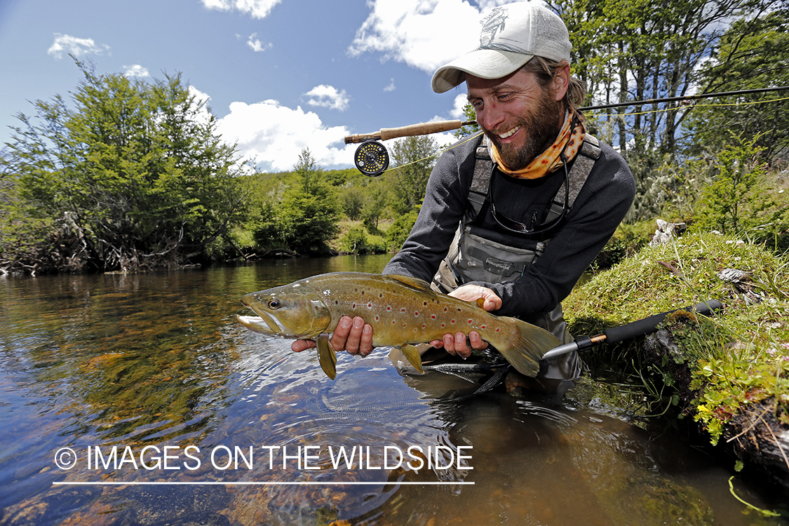 Flyfisherman releasing brown trout.