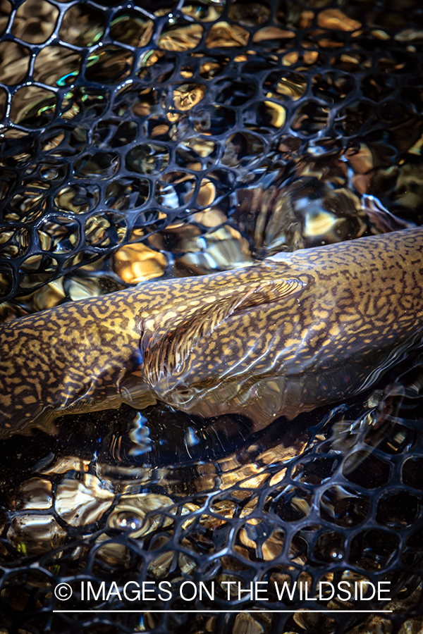 Brook trout in net.