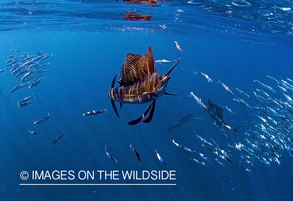 Sailfish hunting bait fish in open ocean.