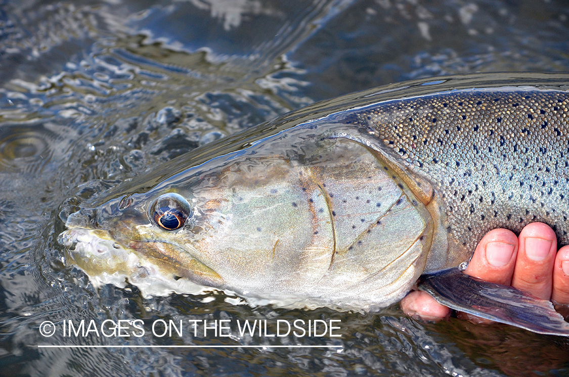 Fly fisherman with large Taimen.