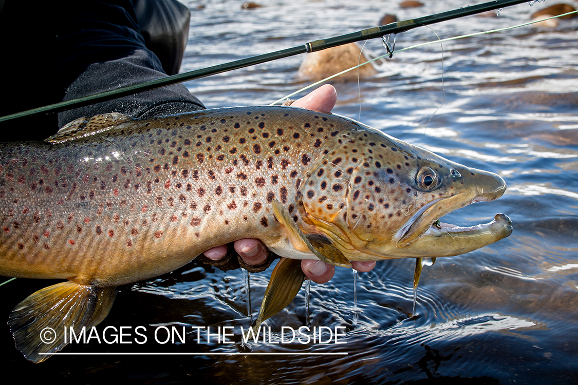 Flyfisherman releasing brown trout.