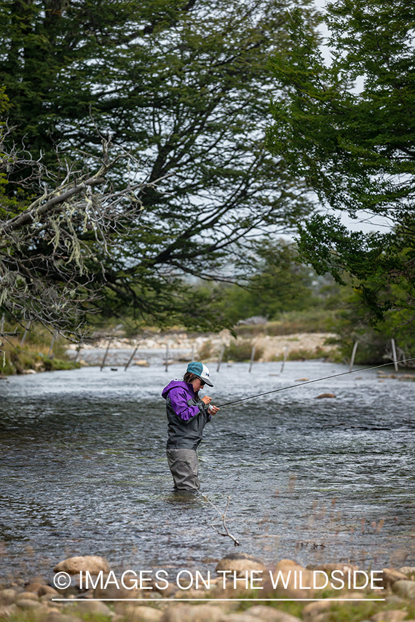 Woman fly fishing guide(Marcela Appelhanz) on stream.