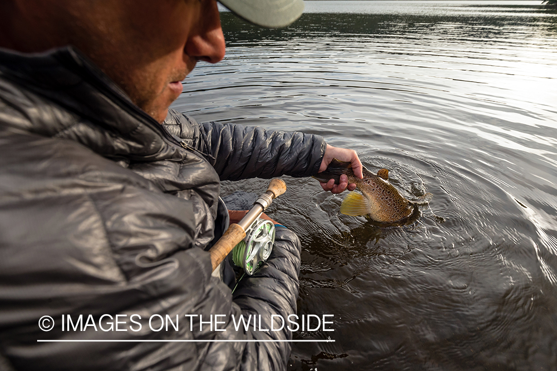 Flyfisherman releasing trout.