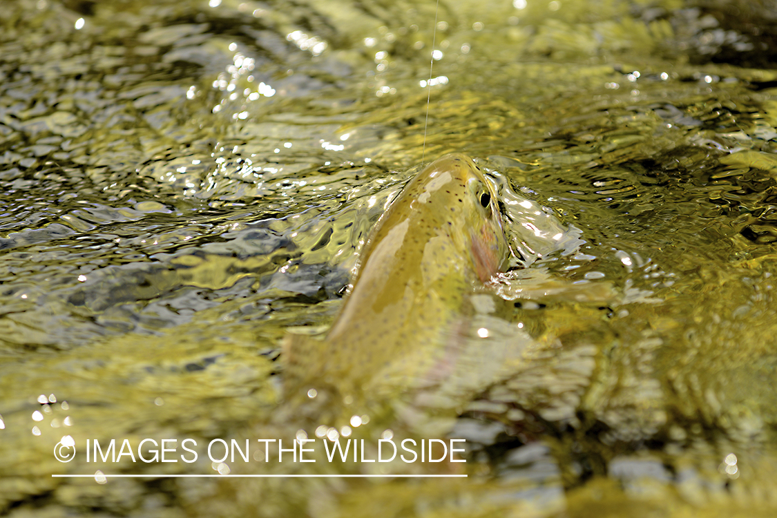 Trout in water.