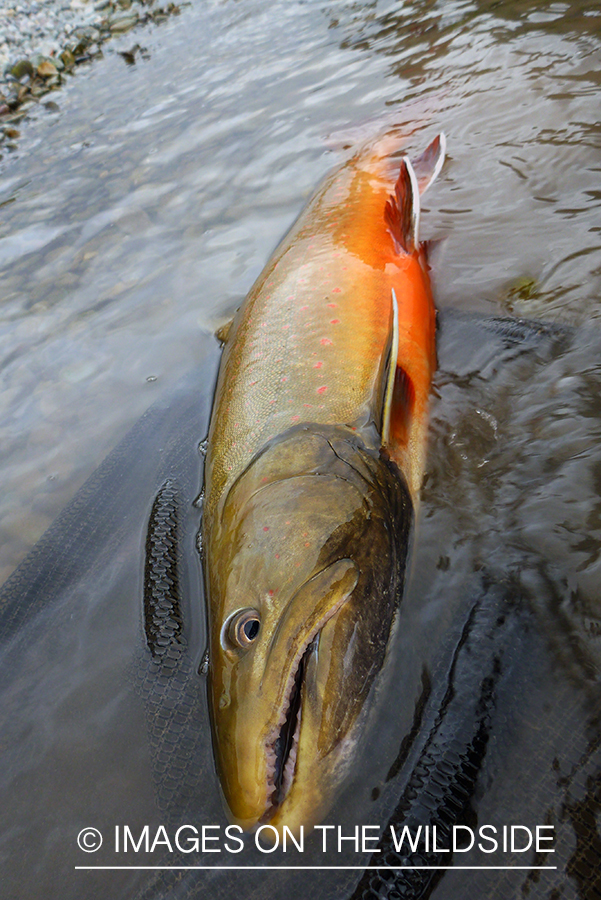 Bull trout