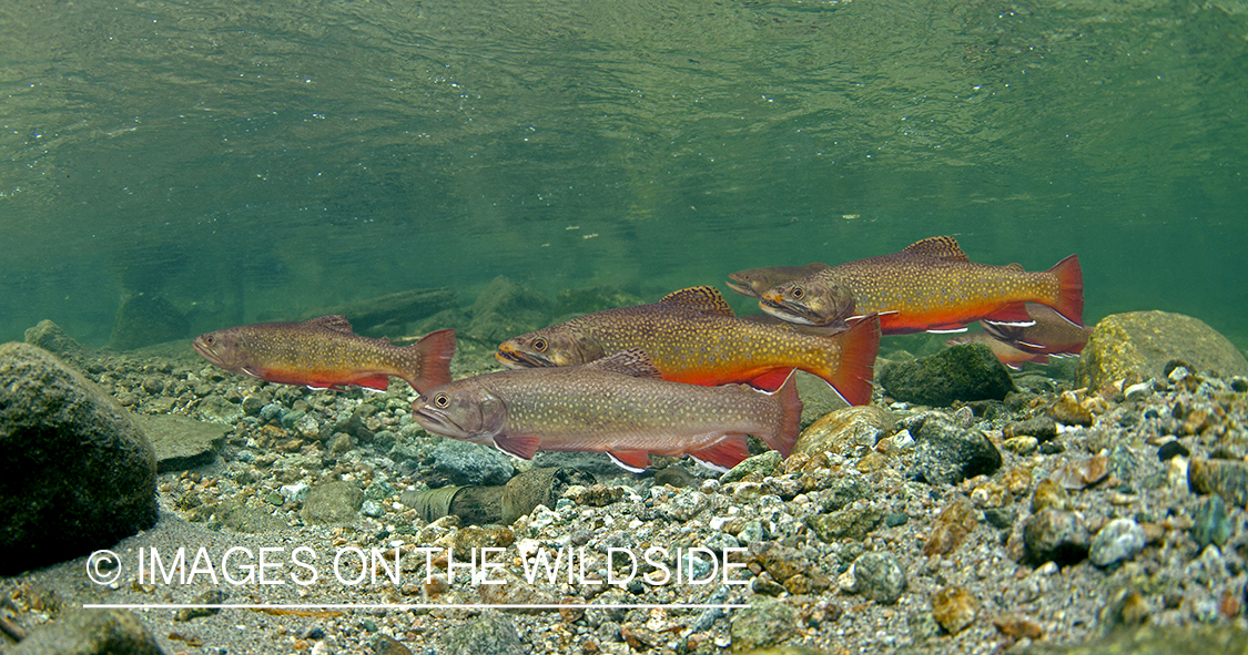 Brook trout in Montana.