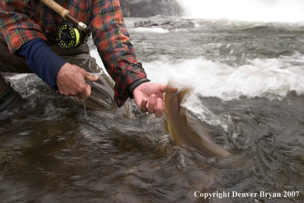 Flyfisherman releasing brown trout.