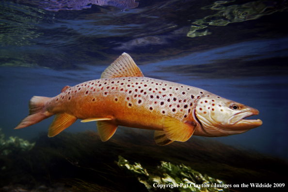 Brown Trout