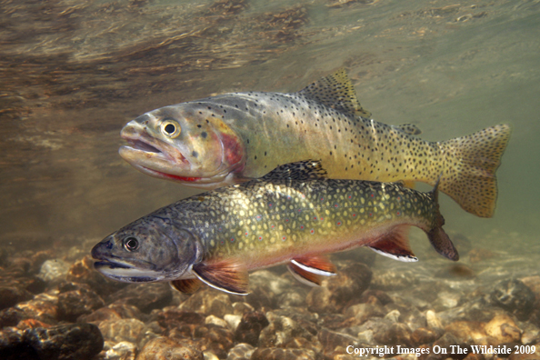 Brook Trout and Yellowstone Cutthroat Trout