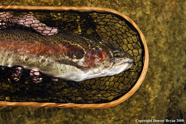 Rainbow trout in habitat