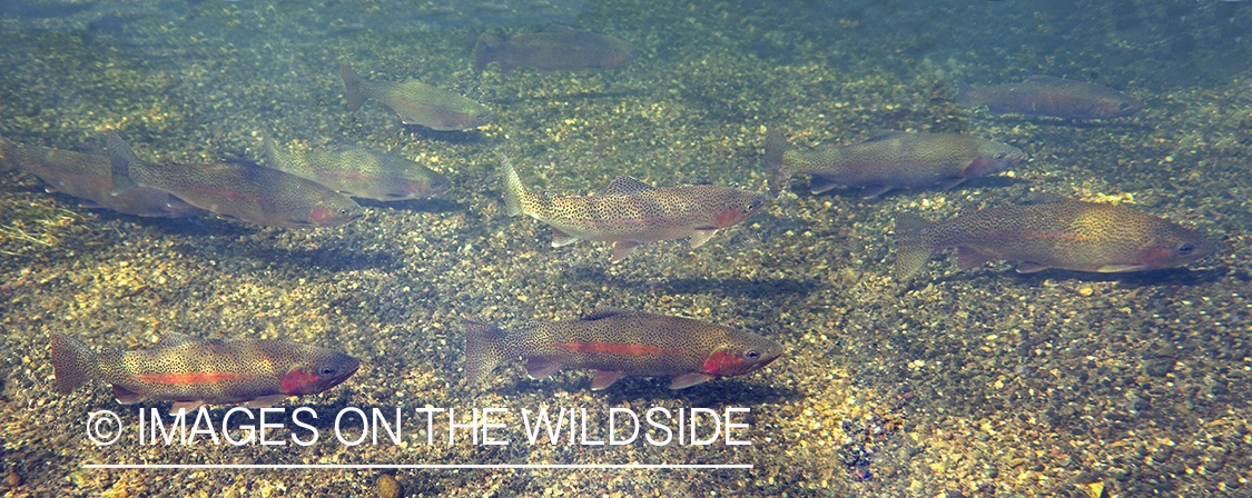 Rainbow Trout in the water.