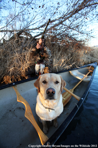 Duck hunter with yellow labrador retriever in canoe. 