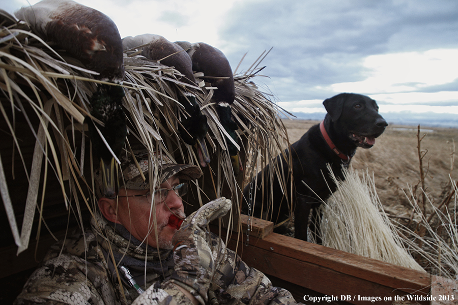 Waterfowl hunter in blind with black labrador retriever.