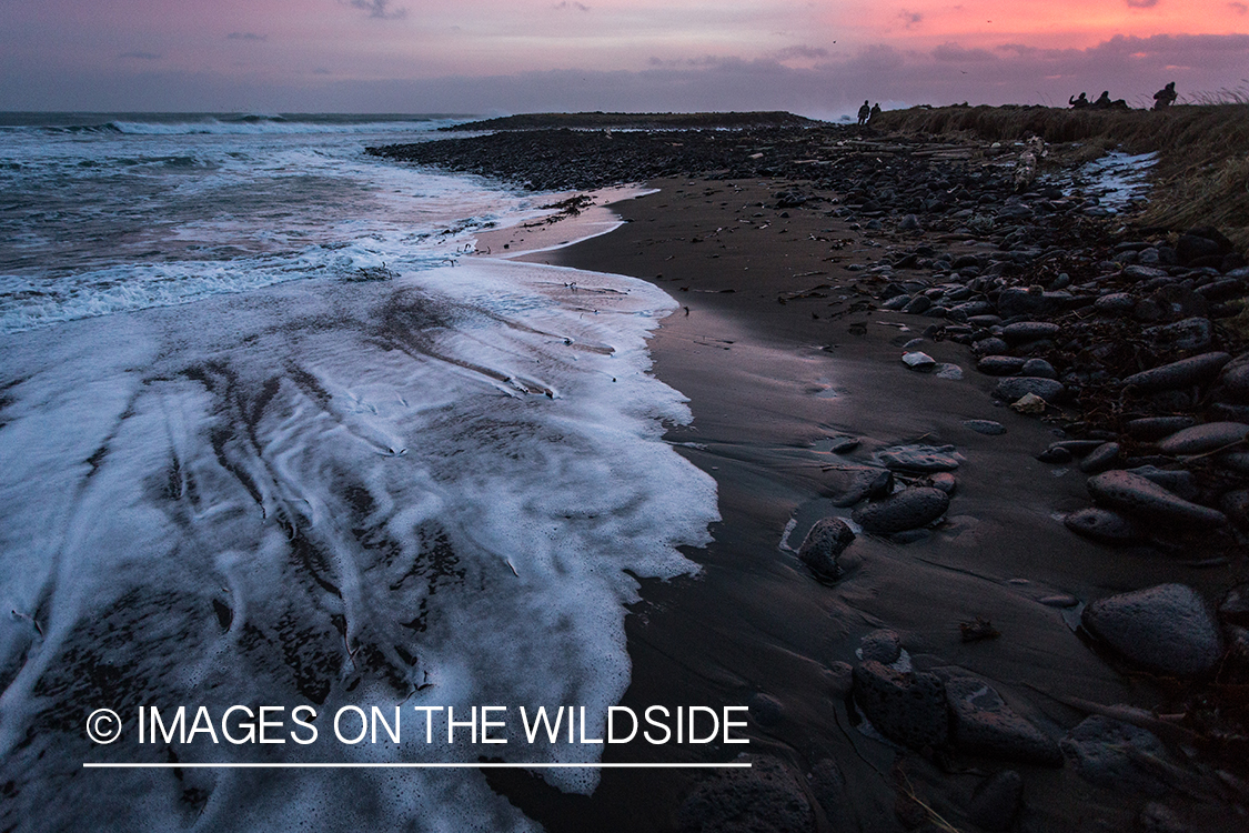 King Eider and Long-tailed duck hunting in Alaska, waves crashing on shore.