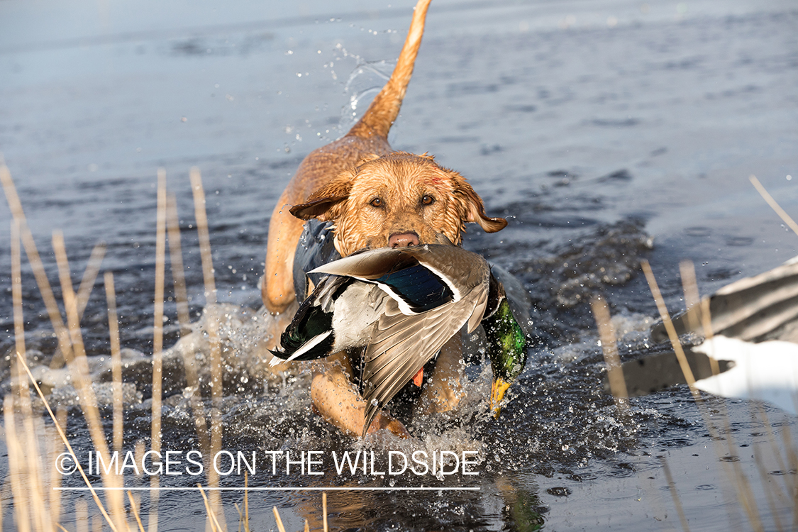 Yellow Lab retrieving bagged duck.