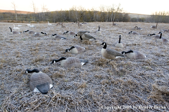 Field of decoys.