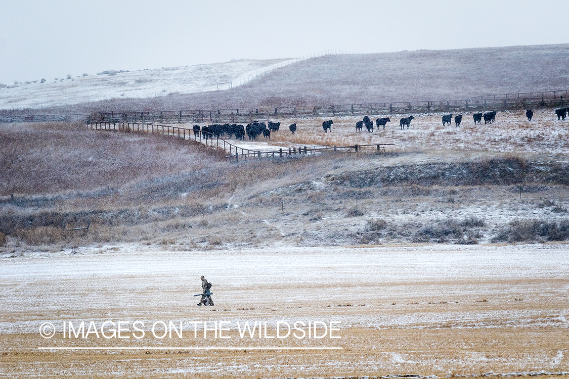 Hunter walking through field.