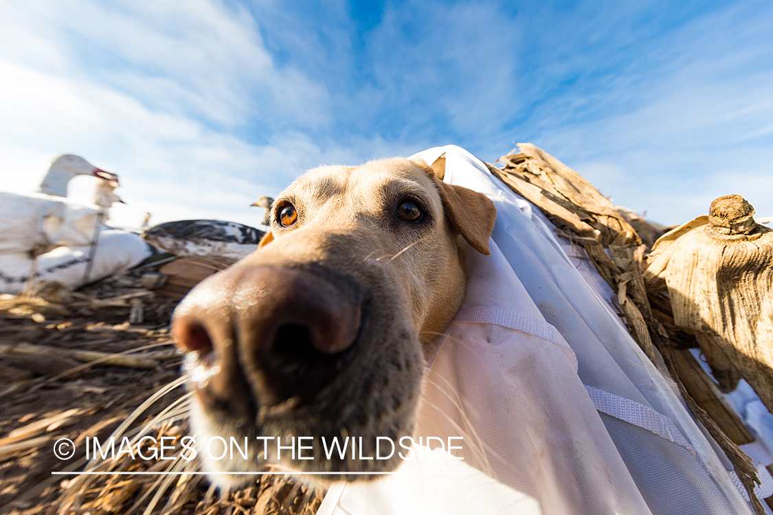 Yellow lab in field with decoys.