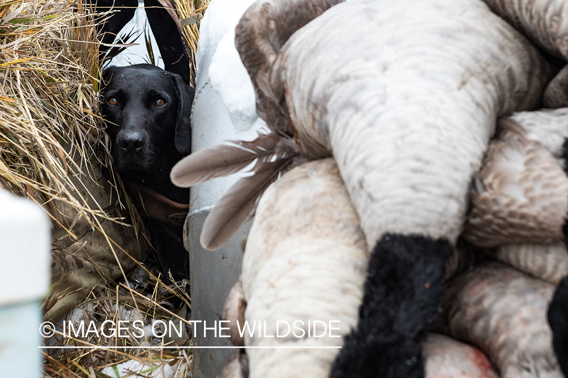 Black lab in goose hunting blind. 