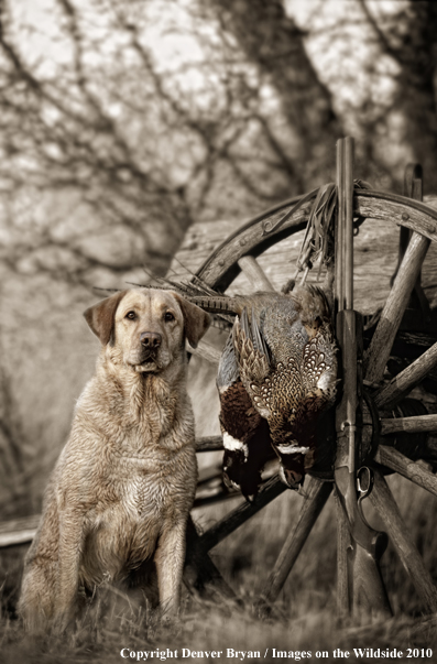 Yellow Labrador Retriever with pheasants (Original image #11101-094.08)