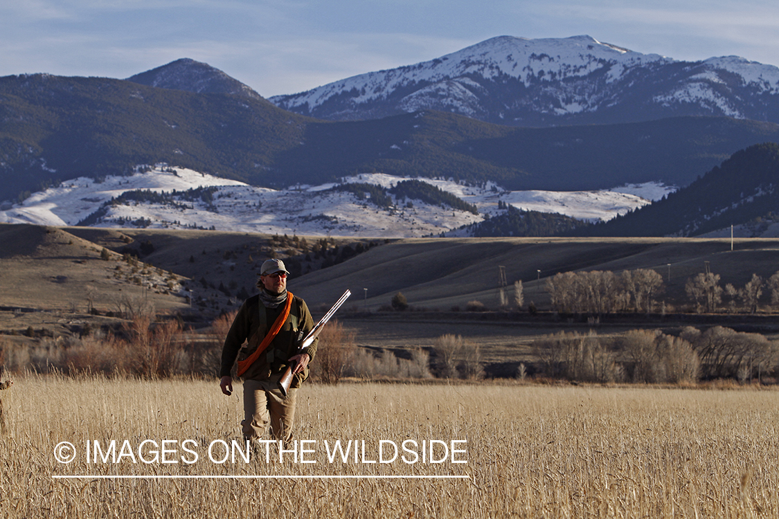 Pheasant hunter in field.