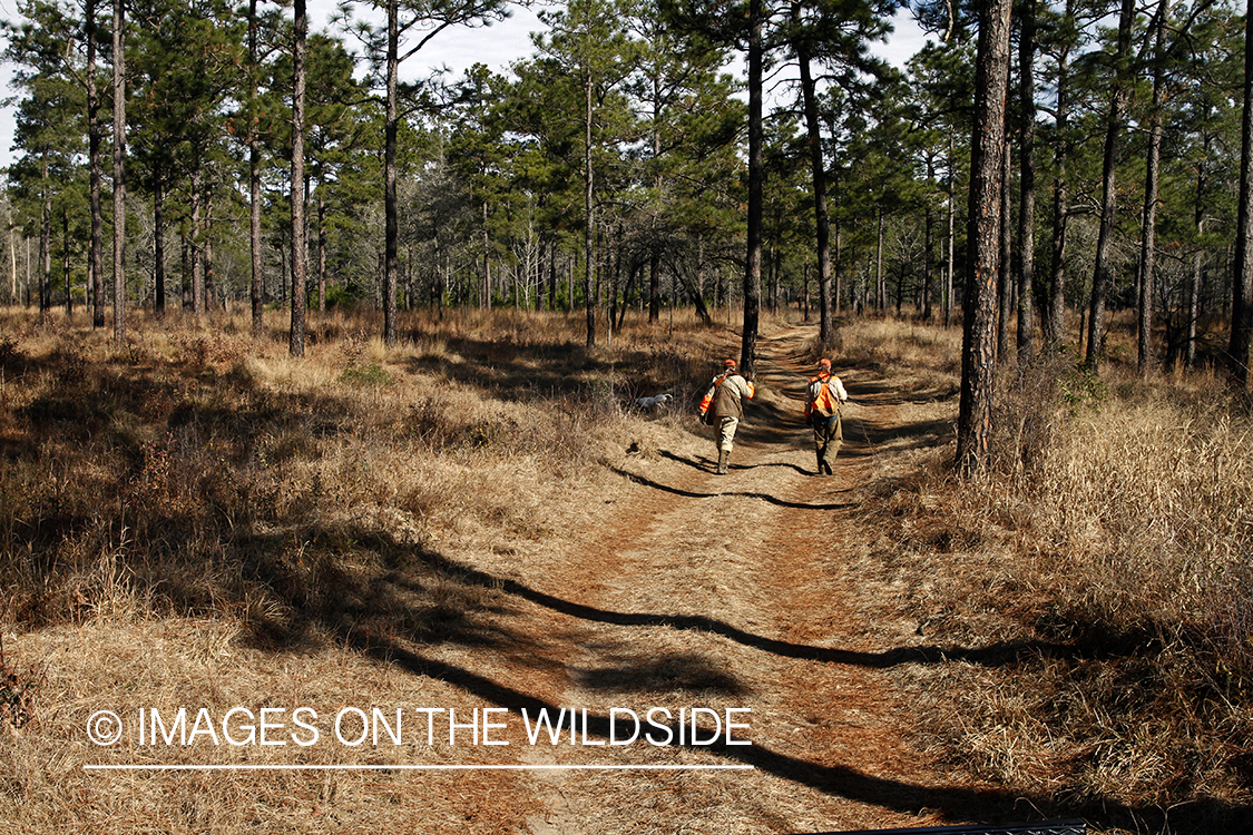 Bobwhite quail hunters in field with english pointer.