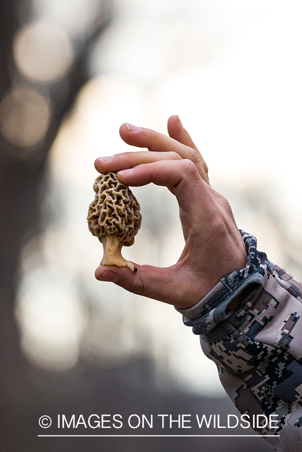 Hunter holding morel mushroom.