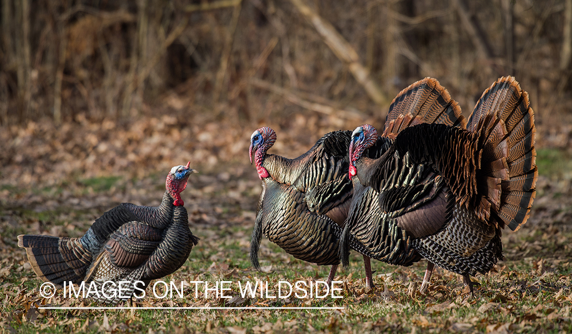 Turkey with decoy.