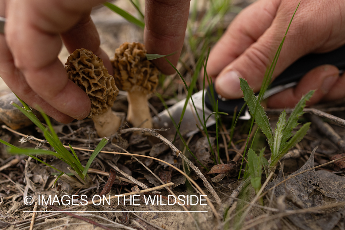 Foraging morel mushrooms.