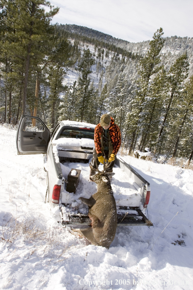 Mule deer hunter loading bagged buck into truck.