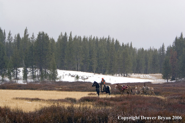 Elk hunter with bagged elk on mule packstring.  