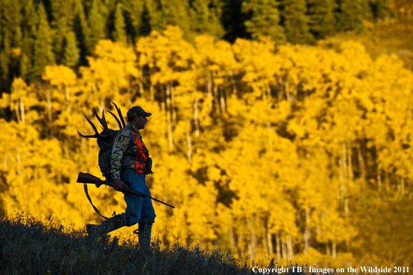 Hunter hiking with mule deer head. 