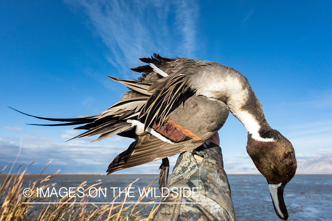 Bagged Pintail duck.