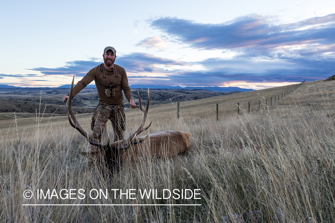 Archery hunter with bagged bull elk.