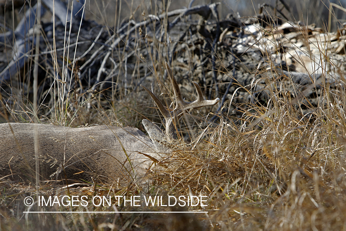 Bagged/downed white-tailed buck in field.