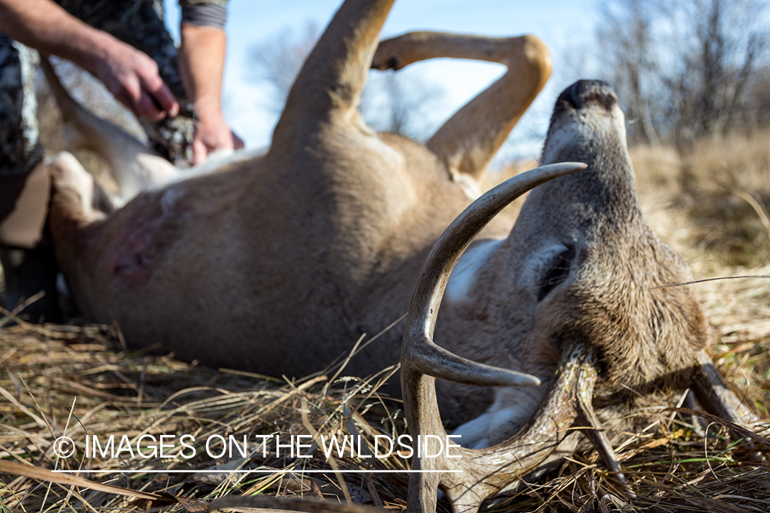 Bow hunter field dressing white-tailed deer.