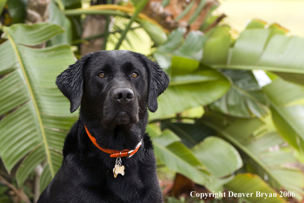 Black Labrador Retriever. 