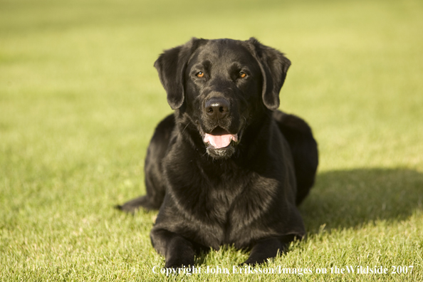 Black Labrador Retriever