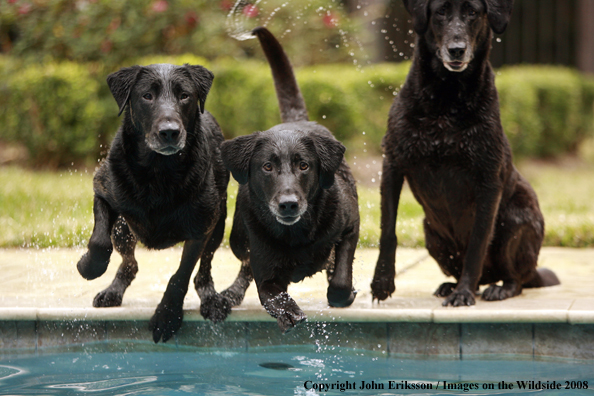 Black Labrador Retrievers in field