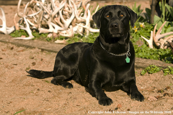 Black Labrador Retriever 