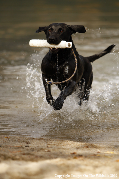 Black Labrador Retriever