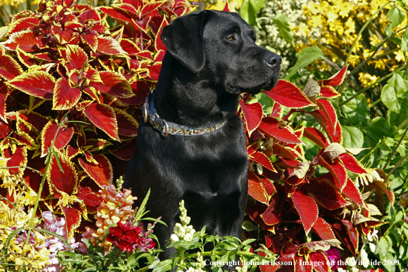 Black Labrador Retriever