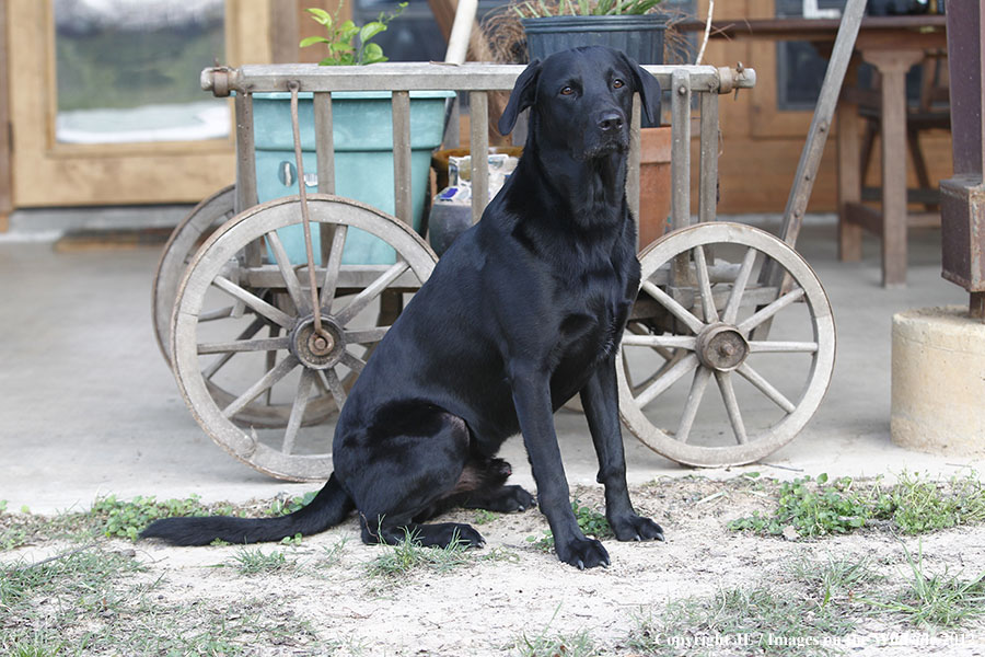 Black Labrador Retriver