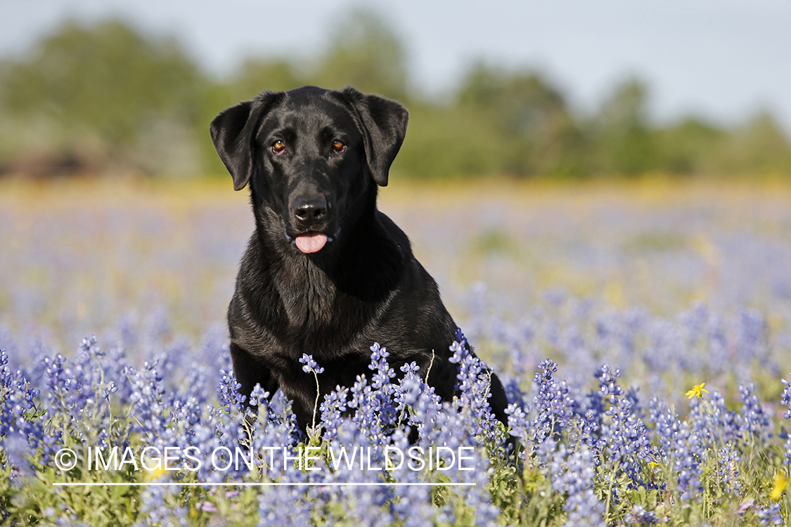 Black labrador retriever in field of wildflowers.