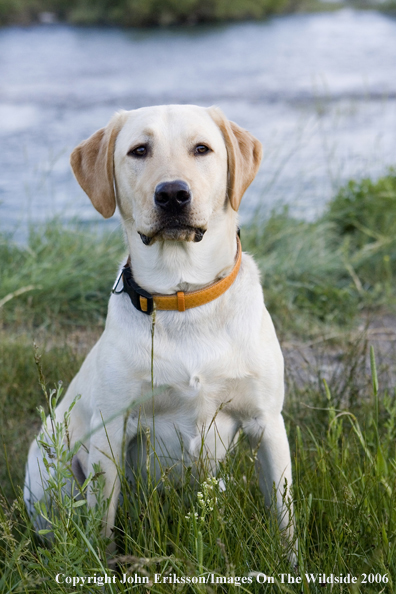 Yellow Labrador Retriever.