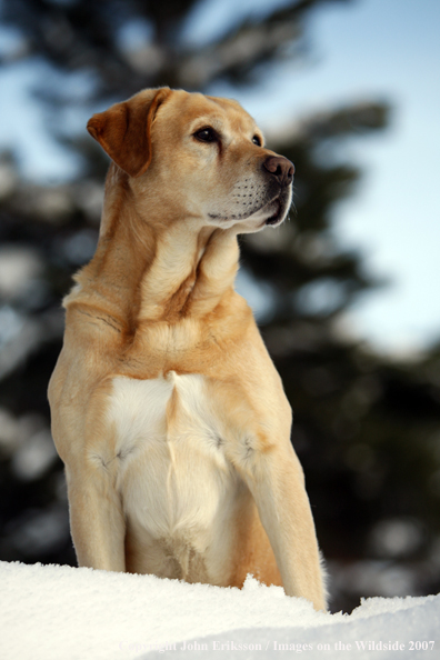 Yellow Labrador Retriever in field